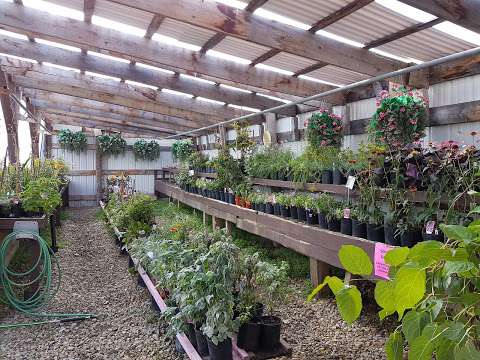 Branched Out Nursery